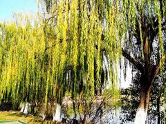 -艾溪湖湿地公园