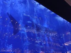 -成都浩海立方海洋公园