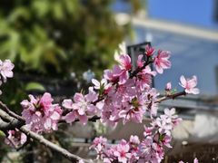 -花树下民宿(成都龙泉阳光城百工堰公园店)