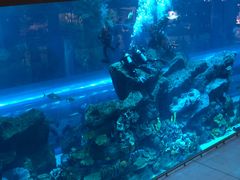 -迪拜水族馆及水下动物园