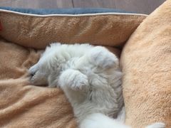 -翊宠yipet猫狗购宠庄园犬舍•猫舍