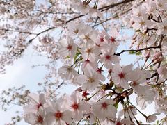 -高东镇樱花园