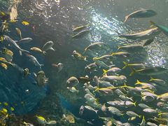 -上海海洋水族馆