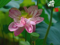 -陈家山荷花公园