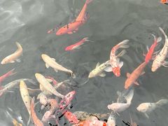 -苏苑饭店-中餐厅(长桥地区店)