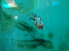 -北戴河圣蓝海洋公园