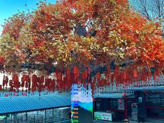 -大芦花风景区