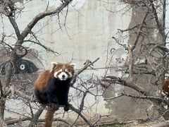 -青藏高原野生动物园