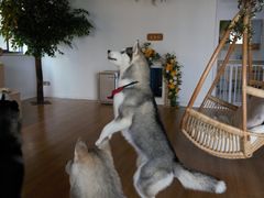 -Husky Go! 哈士奇体验馆·宠物咖啡厅狗咖