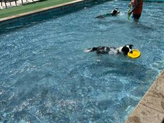 -汪说喵讲宠物乐园宠物酒店(红星美凯龙店)