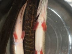 -老街冷水鱼烧烤(河堤夜市店)