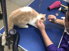 -酷狗靓猫宠物·洗护·美容·寄养(航北路店)