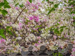 -深圳国际园林花卉博览园