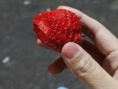 -菜园坝水果市场