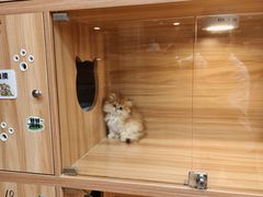 -猫十亿·布偶金渐层·曼基康矮脚猫舍(青年路店)