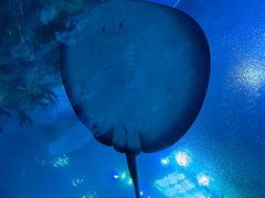 -珠海长隆海洋王国