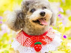 -宠爱国际动物医院· 猫科· 外科·中兽医(长白店)