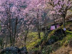 -九皇山景区