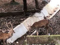 -清迈夜间动物园