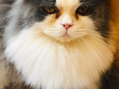 -Catmate·猫肥家润(金润铂宫店)
