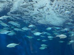 -上海海洋水族馆