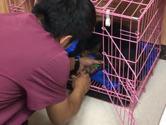 -瑞鹏宠物医院·猫科·宠保定点(梅溪湖分院)
