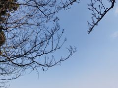 -香雪海