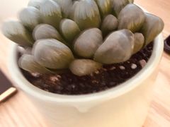 -米糖烘焙生日蛋糕(莲湖店)