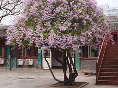 -报国寺