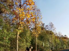 -上海海湾国家森林公园