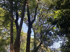 -上海佘山国家森林公园天马山园