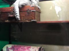 -猫咪博物馆(顶澳仔猫街店)