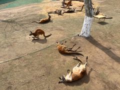 -西霞口神雕山野生动物世界