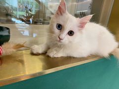 -飞行喵MR PILOT|猫舍·猫咖(静安大融城店)