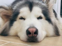 -李小姐の猫咖啡馆(五角场店)