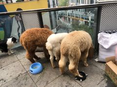 -千寻布偶家主题咖啡馆