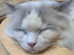 -瞄一喵猫咖(格力海岸店)