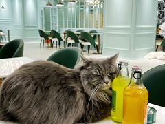 -安格丽娜·狗咖·猫咖羊驼咖(春熙路百盛商场店)