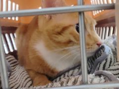 -瑞鹏宠物医院·骨科·猫科·内科(第一中心)