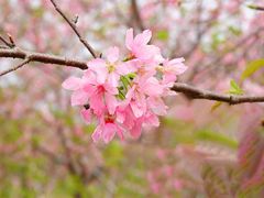 -天适樱花悠乐园