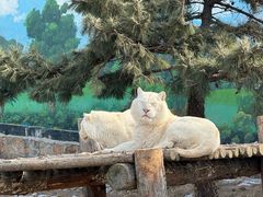 -西霞口神雕山野生动物世界