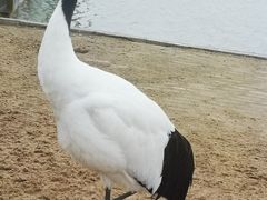 -盐城丹顶鹤湿地生态旅游区