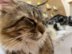 -COLOR PETS 撸猫馆·购猫·猫咖(长风大悦城店)