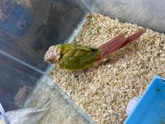 -青石桥花鸟鱼虫市场(叠翠城店)