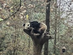 -都江堰中华大熊猫苑