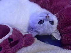 -唐小姐の猫狗洗护·购宠旗舰店(周浦万达店)