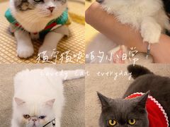 -泰国佛·塔罗·泰牌狐仙古曼