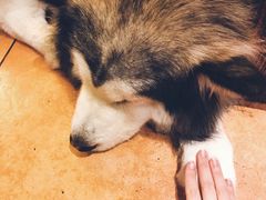 -more than meow吴止猫主题餐厅(承德 中船汇店)