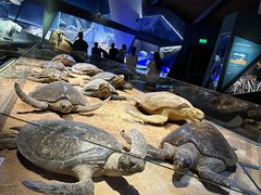 -贝林大翅鲸简餐厅(国家海洋博物馆店)