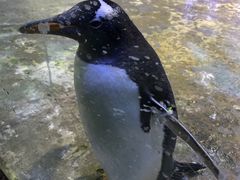 -芜湖新华联大白鲸海洋公园